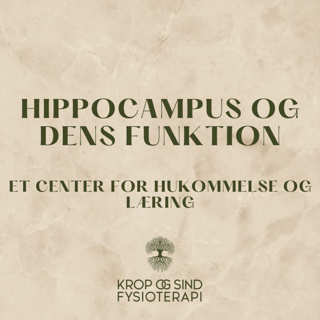 Hippocampus og dens funktion - Krop og Sind Fysioterapi