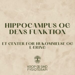 Hippocampus og dens funktion - Krop og Sind Fysioterapi