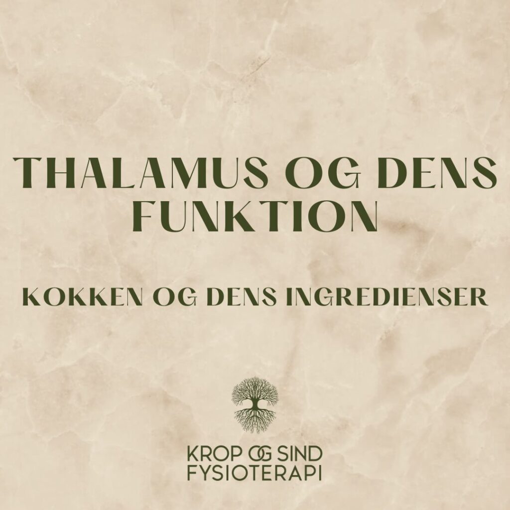 Thalamus og dens funktion