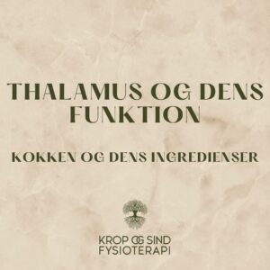 Thalamus og dens funktion